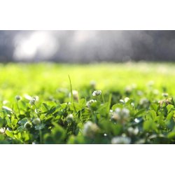 Natur Mikro Klver EuroMic C1. 0,5kg ske