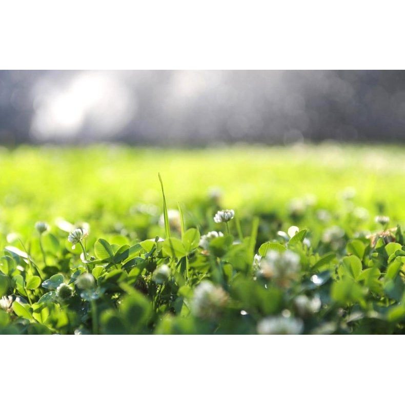 Natur Mikro Klver EuroMic C1. 0,5kg ske