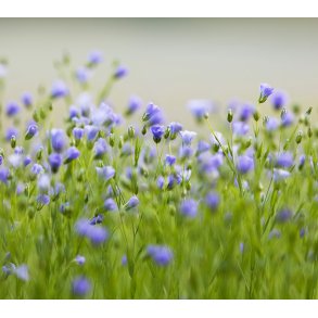 Fuglevildtblanding fra DSV 2 kg