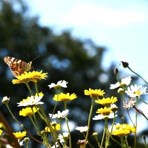 Marguritblanding. En og Flerrig Haven, 100 g DSV