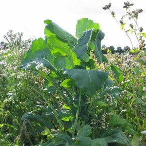 Fodermarvkl Grner Angeliter, 1 kg