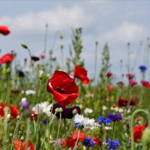 Sommerblomster halvhj blanding 1 kg DSV