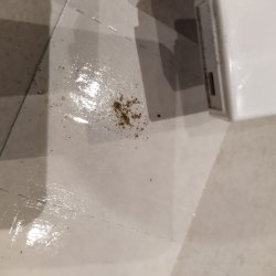 Skgkr-flde 9 stk. Med 5 g. Sirismel madding. Trinol 